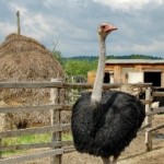 Аватар Места Страусиная ферма «Великолепный страус»